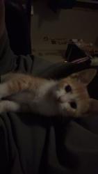 Lost Female Cat last seen 34th and indiana, Lubbock, TX 79410