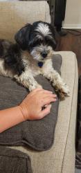 Lost Male Dog last seen Cypresswood and Breckenridge , Spring, TX 77373