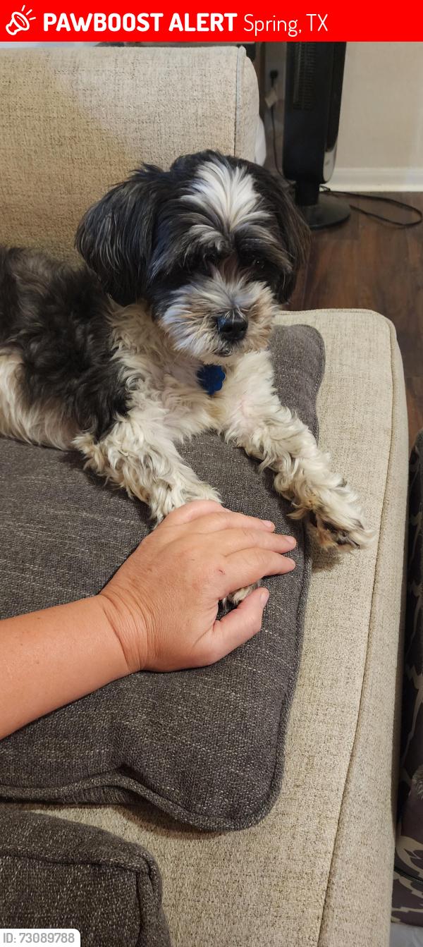 Lost Male Dog last seen Cypresswood and Breckenridge , Spring, TX 77373