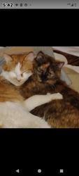 Reunited Male Cat last seen Near 69 St, Edmonton, AB T5B 1S1
