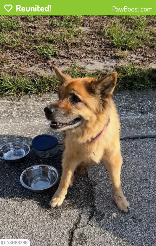 Reunited Female Dog last seen Erlich Road and Gunn Highway, Tampa, FL 33624