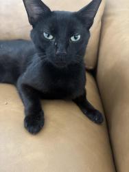 Found/Stray Female Cat last seen Carnegie St in Cleveland near Dunkin, Cleveland, OH 44114