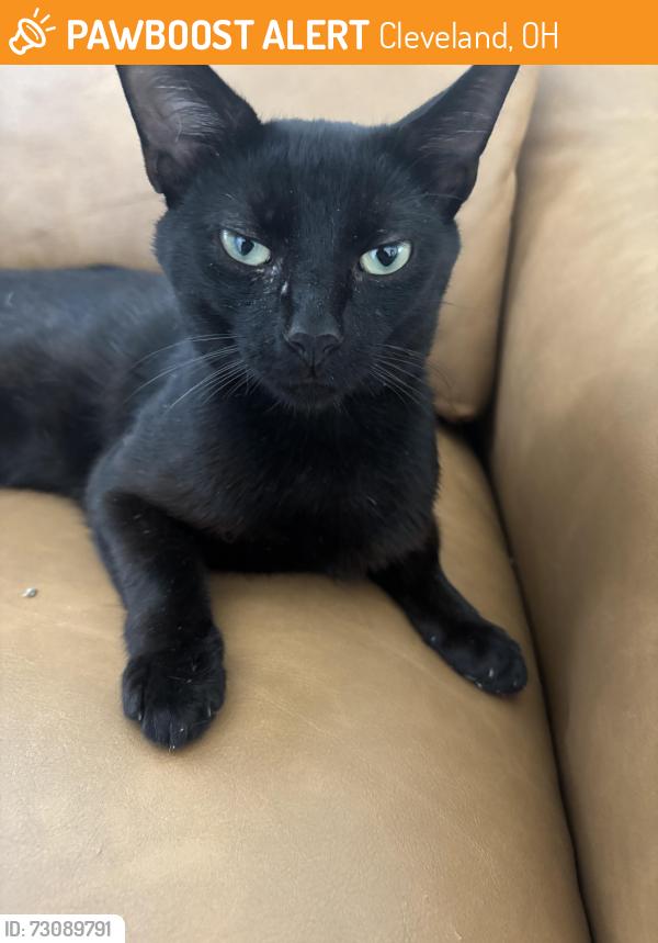 Found/Stray Female Cat last seen Carnegie St in Cleveland near Dunkin, Cleveland, OH 44114