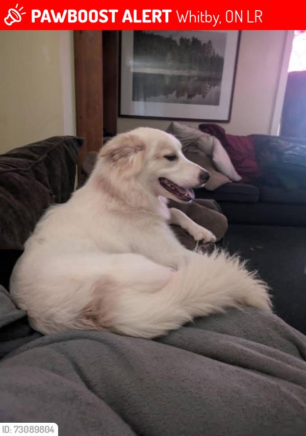 Lost Female Dog last seen School near by , Whitby, ON L1R