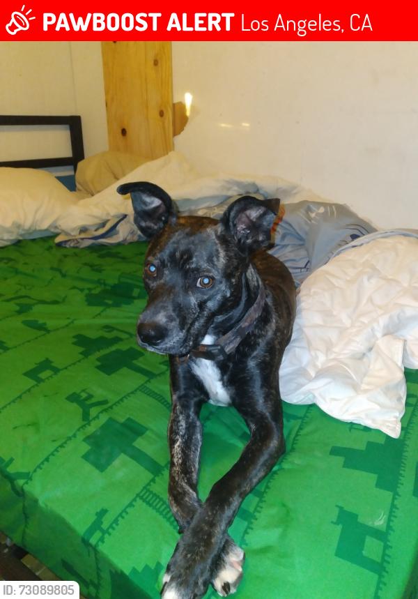 Lost Male Dog last seen Sussex lane, Los Angeles, CA 90023