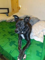 Lost Male Dog last seen Sussex lane, Los Angeles, CA 90023