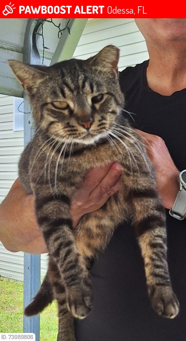 Lost Male Cat last seen Peterson Rd and Gunn Hwy, Odessa, FL 33556