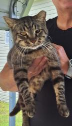 Lost Male Cat last seen Peterson Rd and Gunn Hwy, Odessa, FL 33556