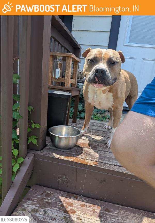 Found/Stray Female Dog last seen N. Kimble Drive, Bloomington, IN 47404