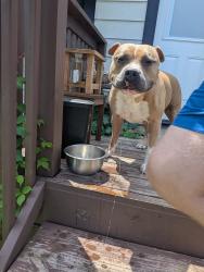 Found/Stray Female Dog last seen N. Kimble Drive, Bloomington, IN 47404