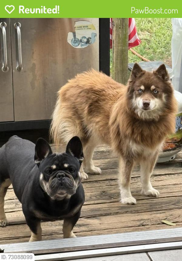 Reunited Female Dog last seen Sedgwick Ave and McLean Ave , Yonkers, NY 10705