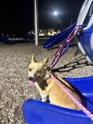 Reunited Male Dog last seen Krider rd and greenbriar rd, Rockwall County, TX 75189