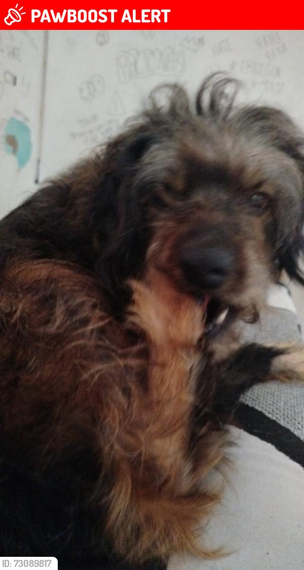 Lost Female Dog last seen Supermercado mana, Kátia (Justinópolis), MG 