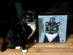 Lost Male Cat last seen Last Seen: 2914 nantwich lane, Saint Charles, MO 63301