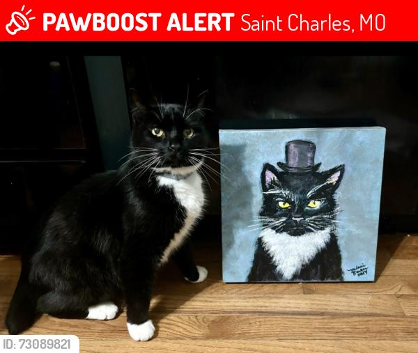 Lost Male Cat last seen Last Seen: 2914 nantwich lane, Saint Charles, MO 63301