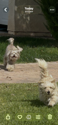 Found/Stray Unknown Dog last seen Cole, Copperopolis, CA 95228