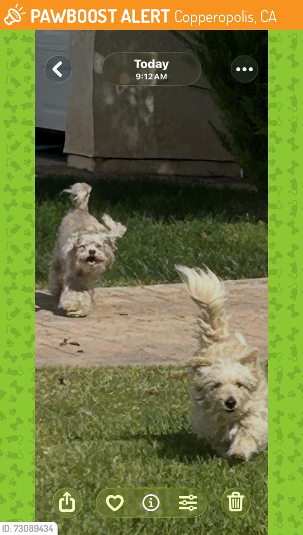 Found/Stray Unknown Dog last seen Cole, Copperopolis, CA 95228