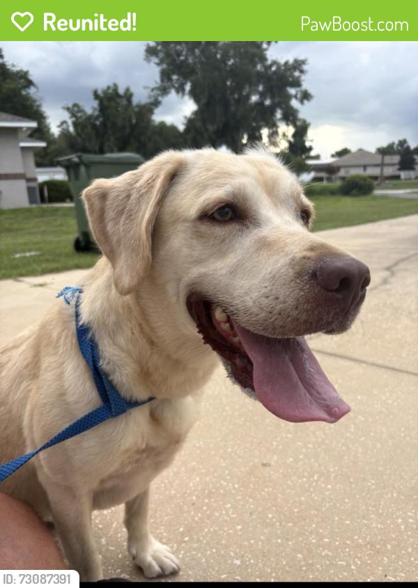 Reunited Female Dog last seen Near and 44, Leesburg, FL 34748