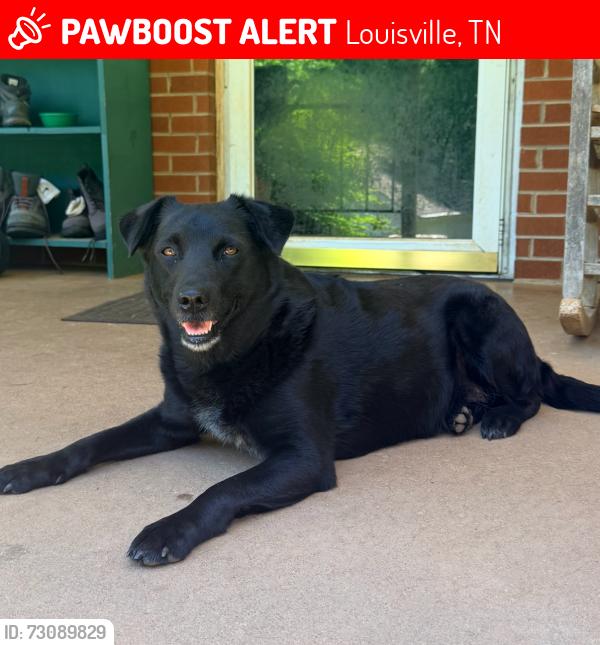 Lost Female Dog last seen Dug Gap Rd and Louisville Rd area, Louisville, TN 37777
