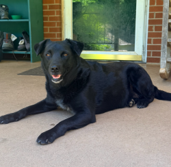 Lost Female Dog last seen Dug Gap Rd and Louisville Rd area, Louisville, TN 37777