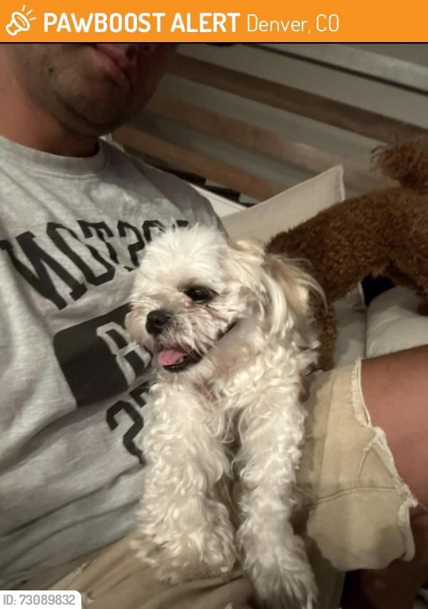 Found/Stray Female Dog last seen Osage and 43rd, Denver, CO 80211