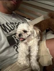 Found/Stray Female Dog last seen Osage and 43rd, Denver, CO 80211
