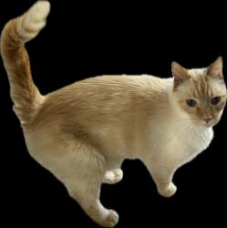 Reunited Male Cat last seen Via Campesina & Via Chico, Palos Verdes Estates, CA 90274