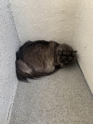 Found/Stray Unknown Cat last seen Near apmt compex, Newport Beach, CA 92663
