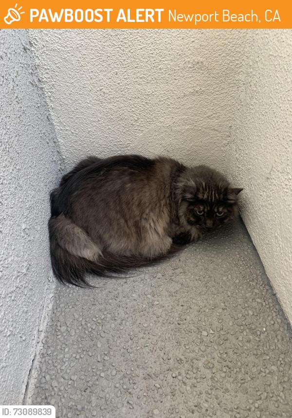 Found/Stray Unknown Cat last seen Near apmt compex, Newport Beach, CA 92663