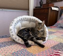 Lost Female Cat last seen E. 1st Avenue, Chico, CA 95926