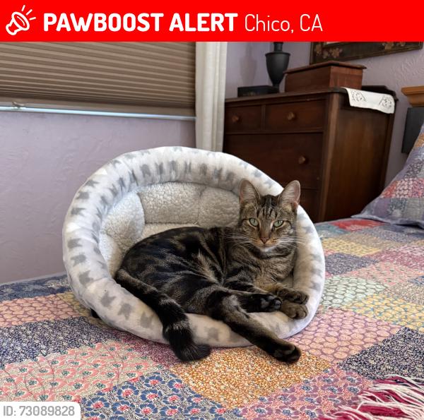 Lost Female Cat last seen E. 1st Avenue, Chico, CA 95926