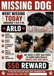 Lost Male Dog last seen Arenal and desert morning, Albuquerque, NM 87121