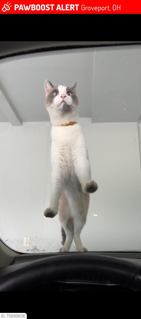 Lost Male Cat last seen Knight St , Groveport, OH 43125