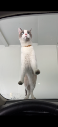 Lost Male Cat last seen Knight St , Groveport, OH 43125