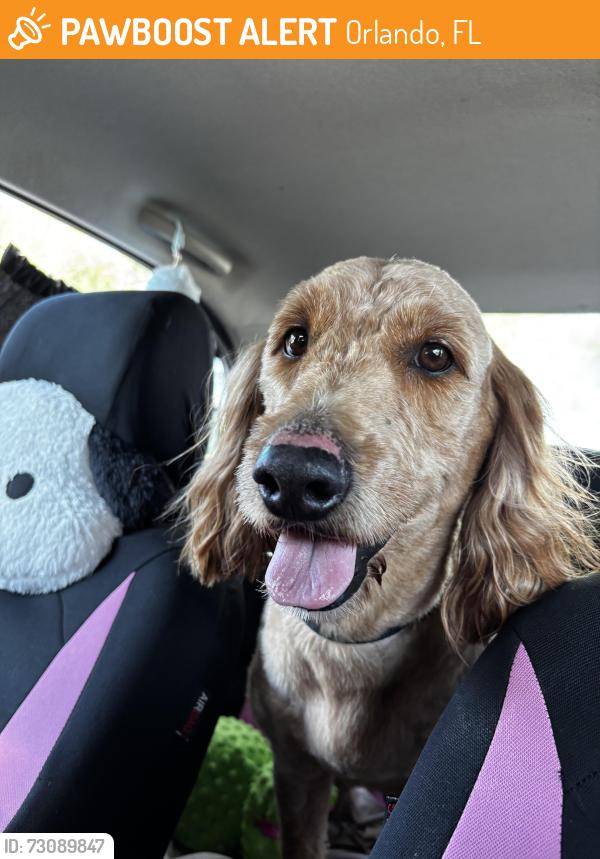 Found/Stray Male Dog last seen Jennifer Jean dr, Orlando, FL 32818