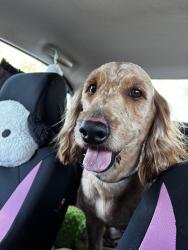Found/Stray Male Dog last seen Jennifer Jean dr, Orlando, FL 32818