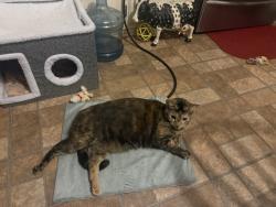 Lost Female Cat last seen Rosetta drive & rogers lane, Burlington, KY 41005