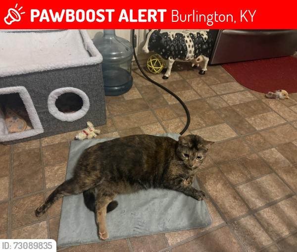 Lost Female Cat last seen Rosetta drive & rogers lane, Burlington, KY 41005