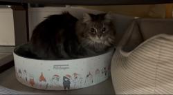 Lost Female Cat last seen Near los Padres lane placentia ca 92870, Placentia, CA 92870