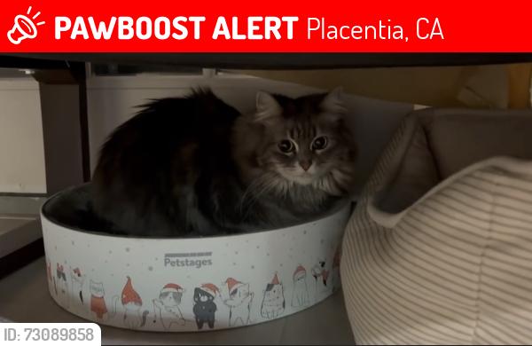 Lost Female Cat last seen Near los Padres lane placentia ca 92870, Placentia, CA 92870