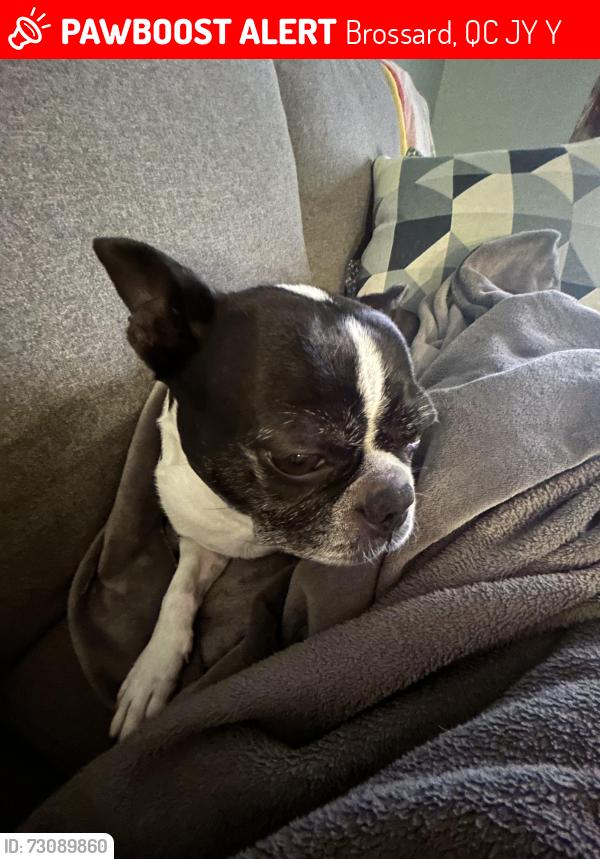 Lost Female Dog last seen Rue Nathalie, Brossard, QC J4Y 1Y6