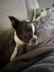 Lost Female Dog last seen Rue Nathalie, Brossard, QC J4Y 1Y6