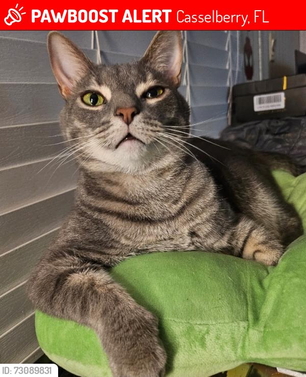 Lost Male Cat last seen Dew drop park, Casselberry, FL 32707