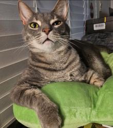 Lost Male Cat last seen Dew drop park, Casselberry, FL 32707