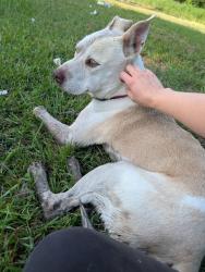 Found/Stray Male Dog last seen Antoine, Houston, TX 77086