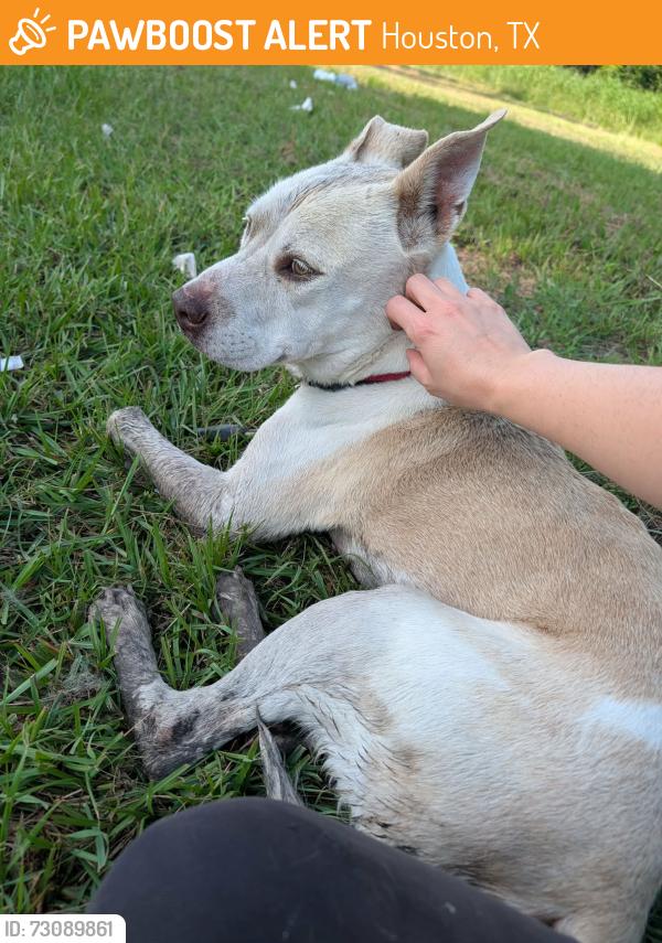 Found/Stray Male Dog last seen Antoine, Houston, TX 77086