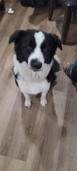 Reunited Female Dog last seen Hatch rd and Ustick rd, Modesto, CA 95351