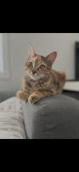 Lost Female Cat last seen Eglinton and Creditview intersection, Mississauga, ON L5V 1R8