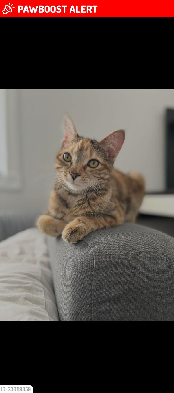 Lost Female Cat last seen Eglinton and Creditview intersection, Mississauga, ON L5V 1R8