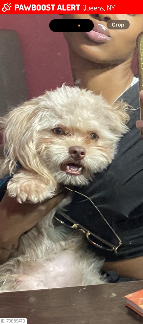 Lost Male Dog last seen He boarded the Q-114 at the bus stop across the street from the McDonald’s on Mott ave , Queens, NY 11559